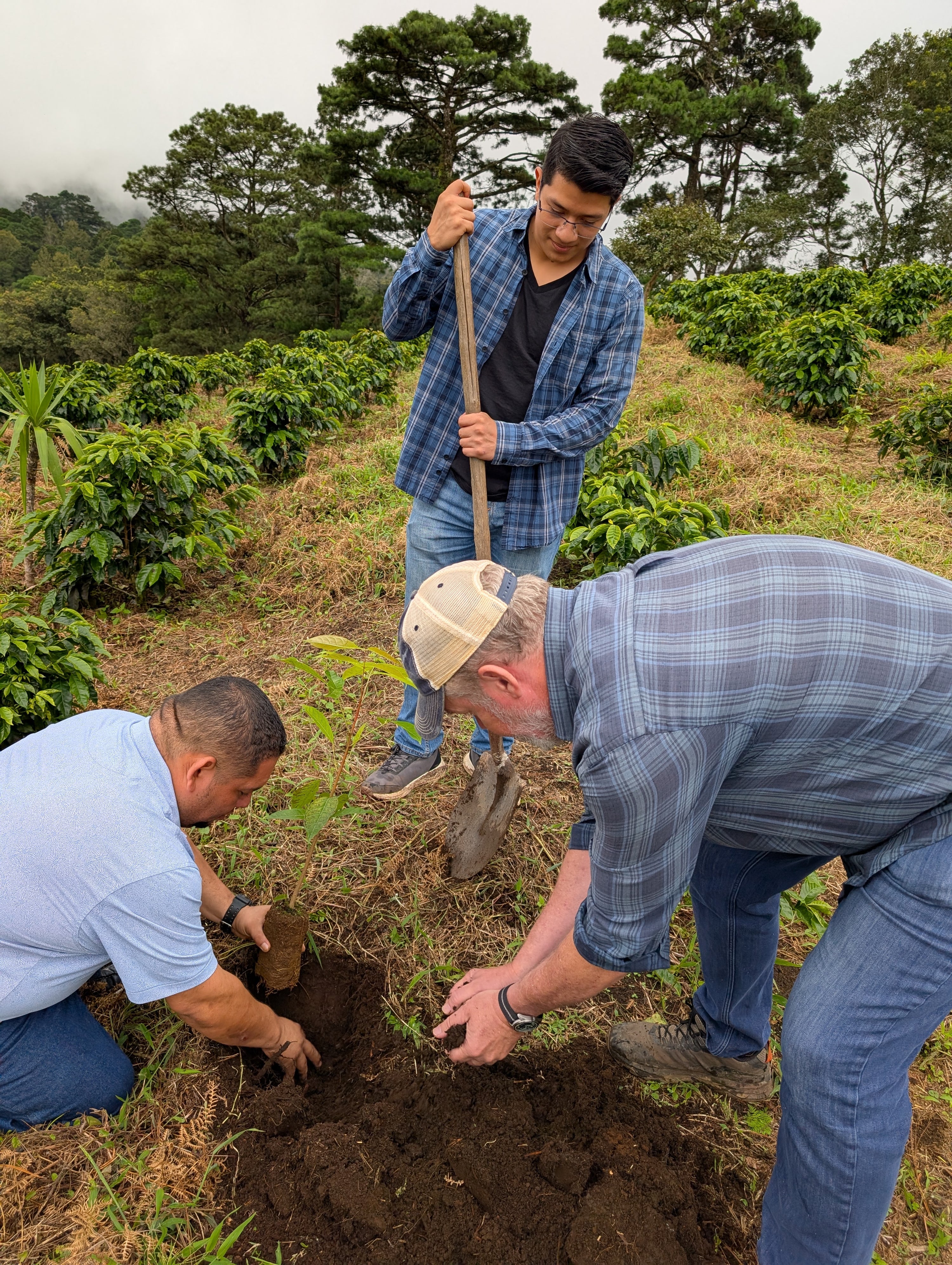 Honduras | Finca La Joya - Catuai | Light Roast