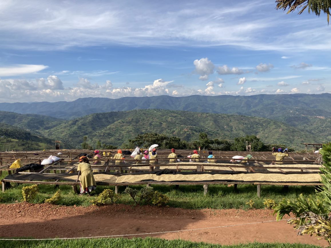 Rwanda | Mbilima Washing Station | Light Roast