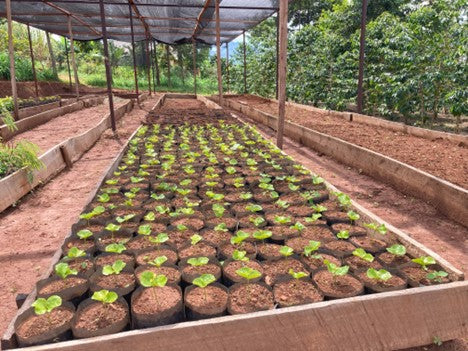 Rwanda | Mbilima Washing Station | Light Roast