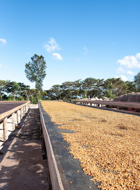 Honduras | Finca La Joya - Catuai | Light Roast