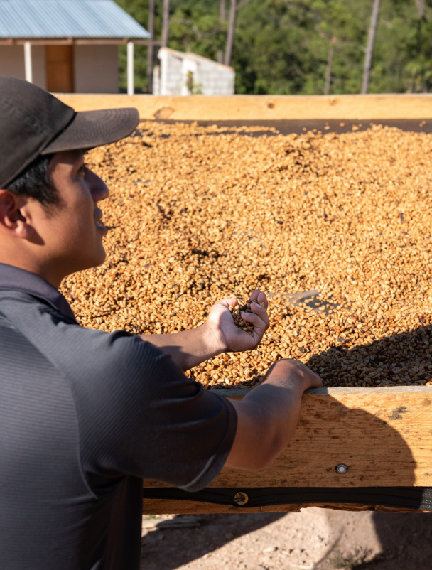 Honduras | Finca La Joya - Catuai | Light Roast