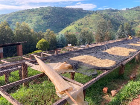 Rwanda | Mbilima Washing Station | Light Roast