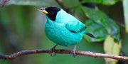 Flowing Funds to Reforestation: Earth Month | For the Birds - Tiny Footprint Coffee