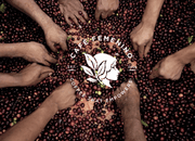 Women in the Coffee Industry: A Café Femenino Conversation - Tiny Footprint Coffee 