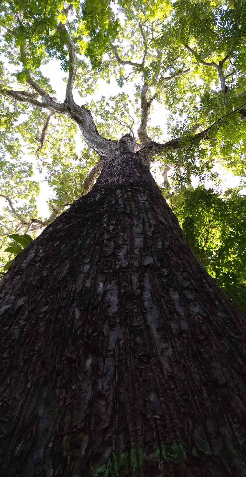 Flowing Funds to Reforestation | The Trees of the Flemish Fund - Tiny Footprint Coffee