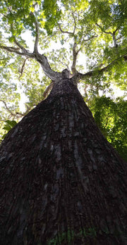 Flowing Funds to Reforestation | The Trees of the Flemish Fund - Tiny Footprint Coffee