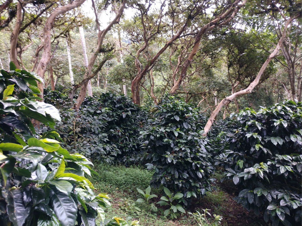 Why Is Shade Grown Coffee Better for the Environment? - Tiny Footprint Coffee