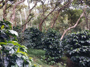 Why Is Shade Grown Coffee Better for the Environment? - Tiny Footprint Coffee