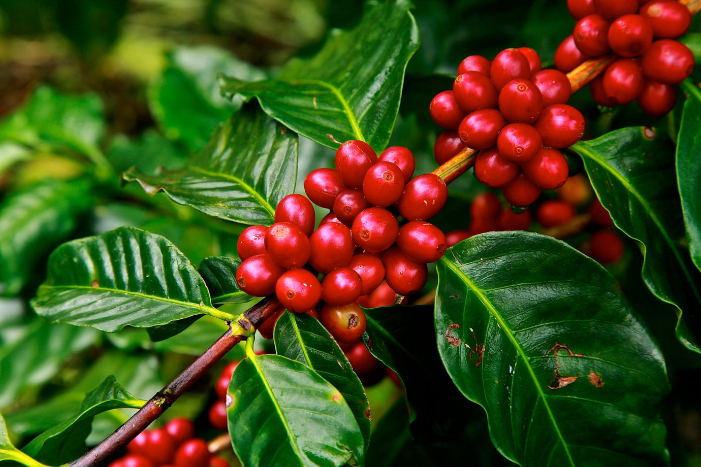 Organic Coffee Beans Collection