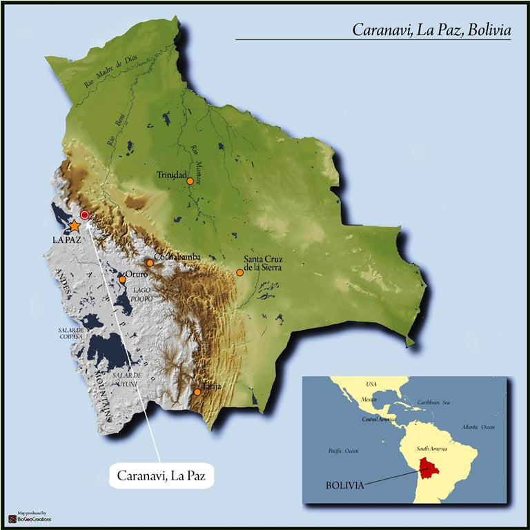 Bolivia | Catuai | Washed | Medium Roast