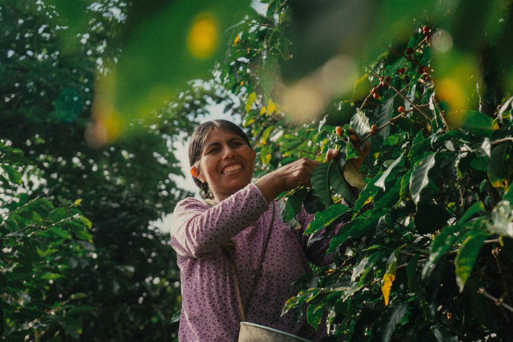Bolivia | Catuai | Washed | Medium Roast