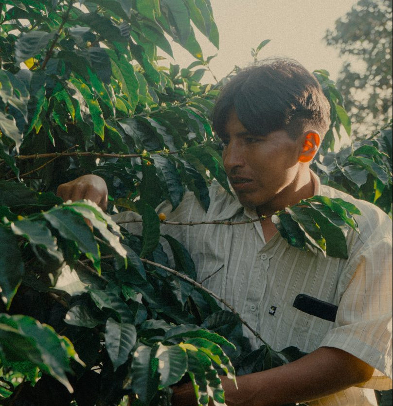 Bolivia | Catuai | Washed | Medium Roast