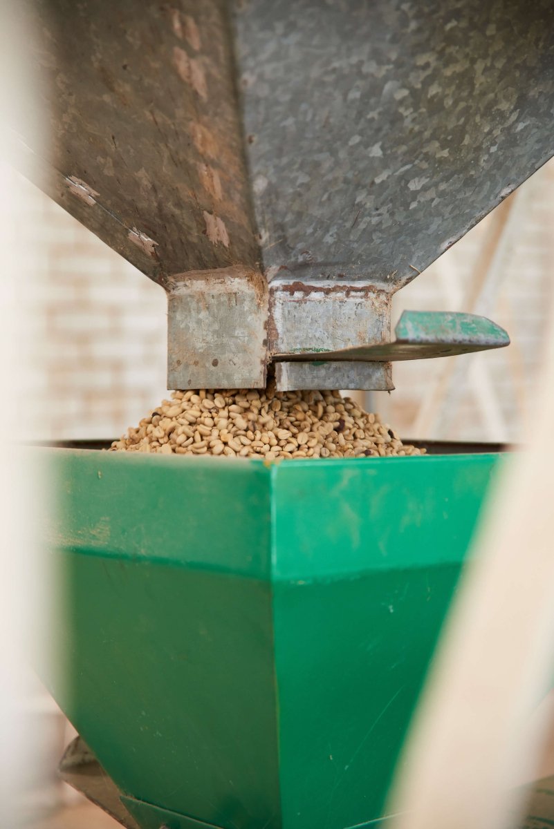 Mexico | El Triunfo Reserve | Women Producers | Light Roast - Tiny Footprint Coffee