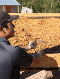 Honduras | Artisan Reserve - Finca La Joya | Light Roast - Tiny Footprint Coffee