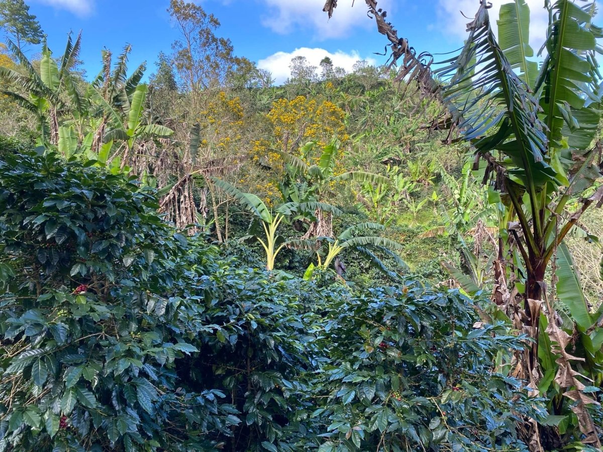 Honduras | La Labor | Dark Roast - Tiny Footprint Coffee