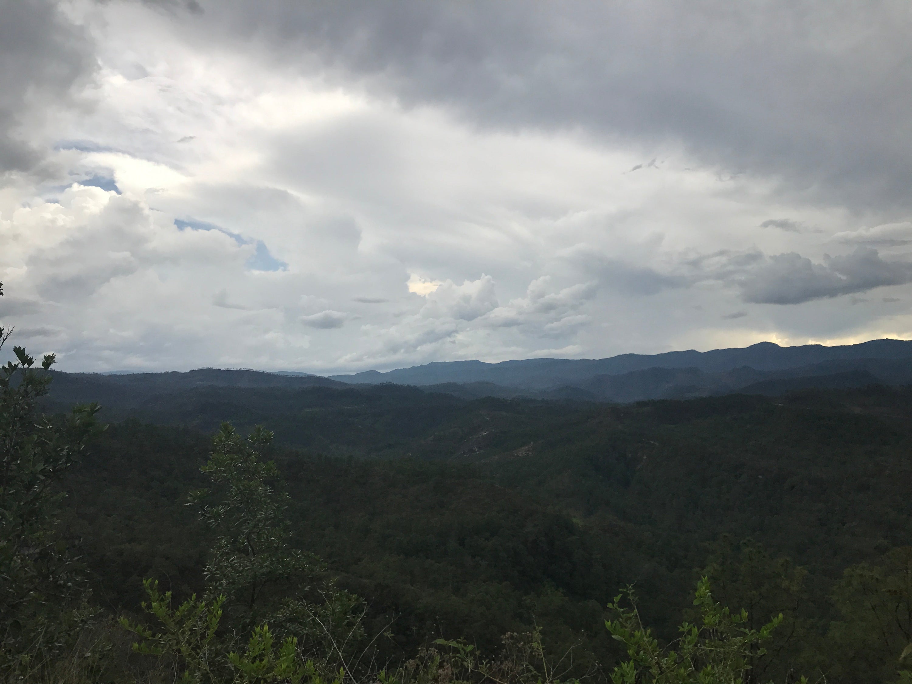 Honduras Coffee
