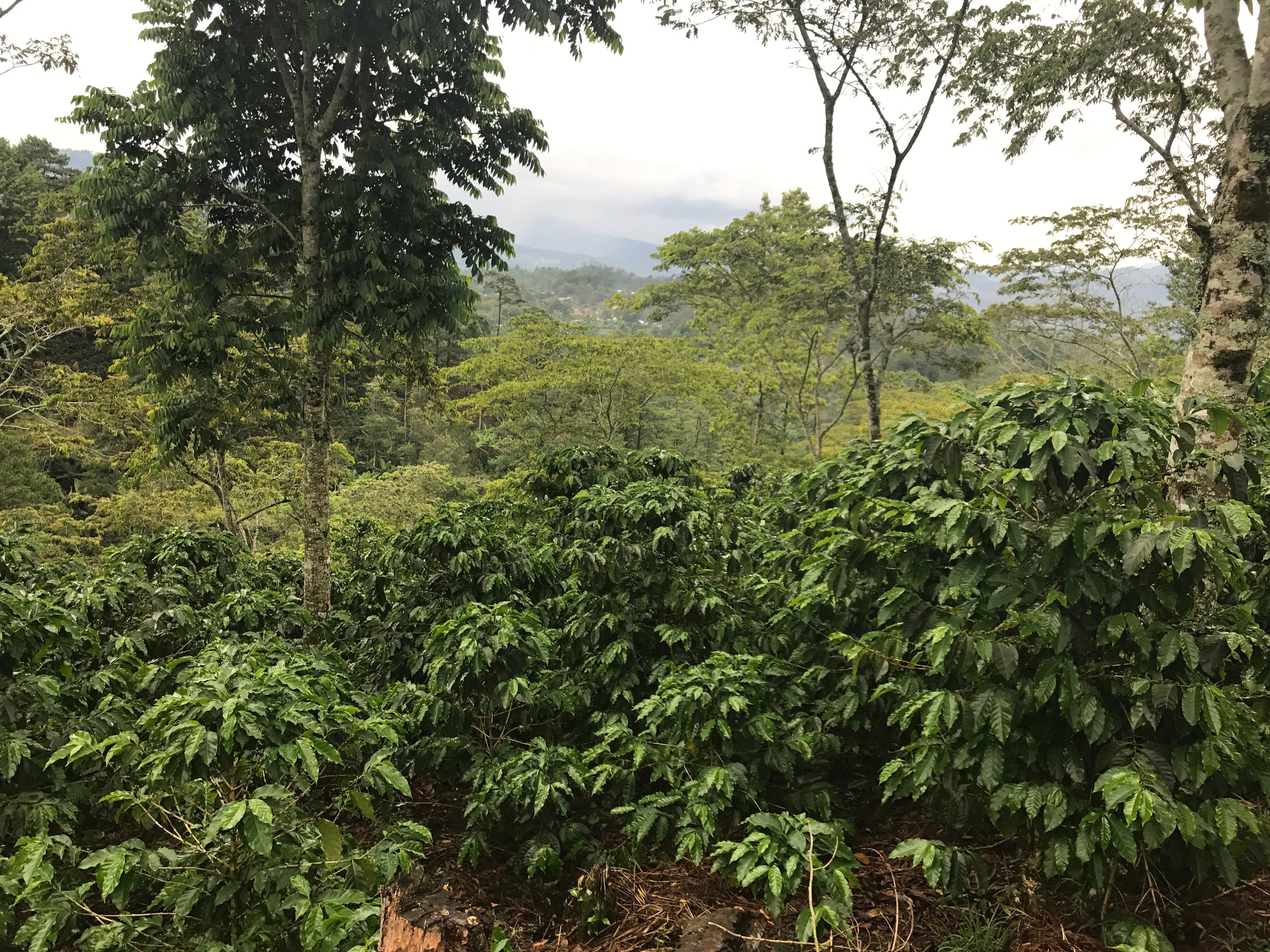 Honduras Coffee