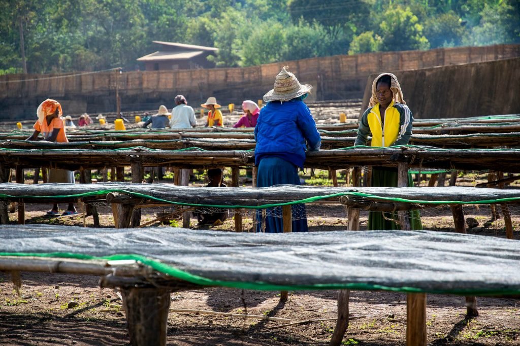 Ethiopia - Yirgacheffe | Konga - Grade 1 | Fully Washed | Light Roast - Tiny Footprint Coffee