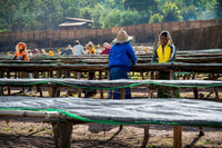 Ethiopia - Yirgacheffe | Konga - Grade 1 | Fully Washed | Light Roast - Tiny Footprint Coffee