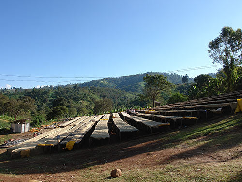 Ethiopia Guji | Suke Quto | Honey Process - Light Roast