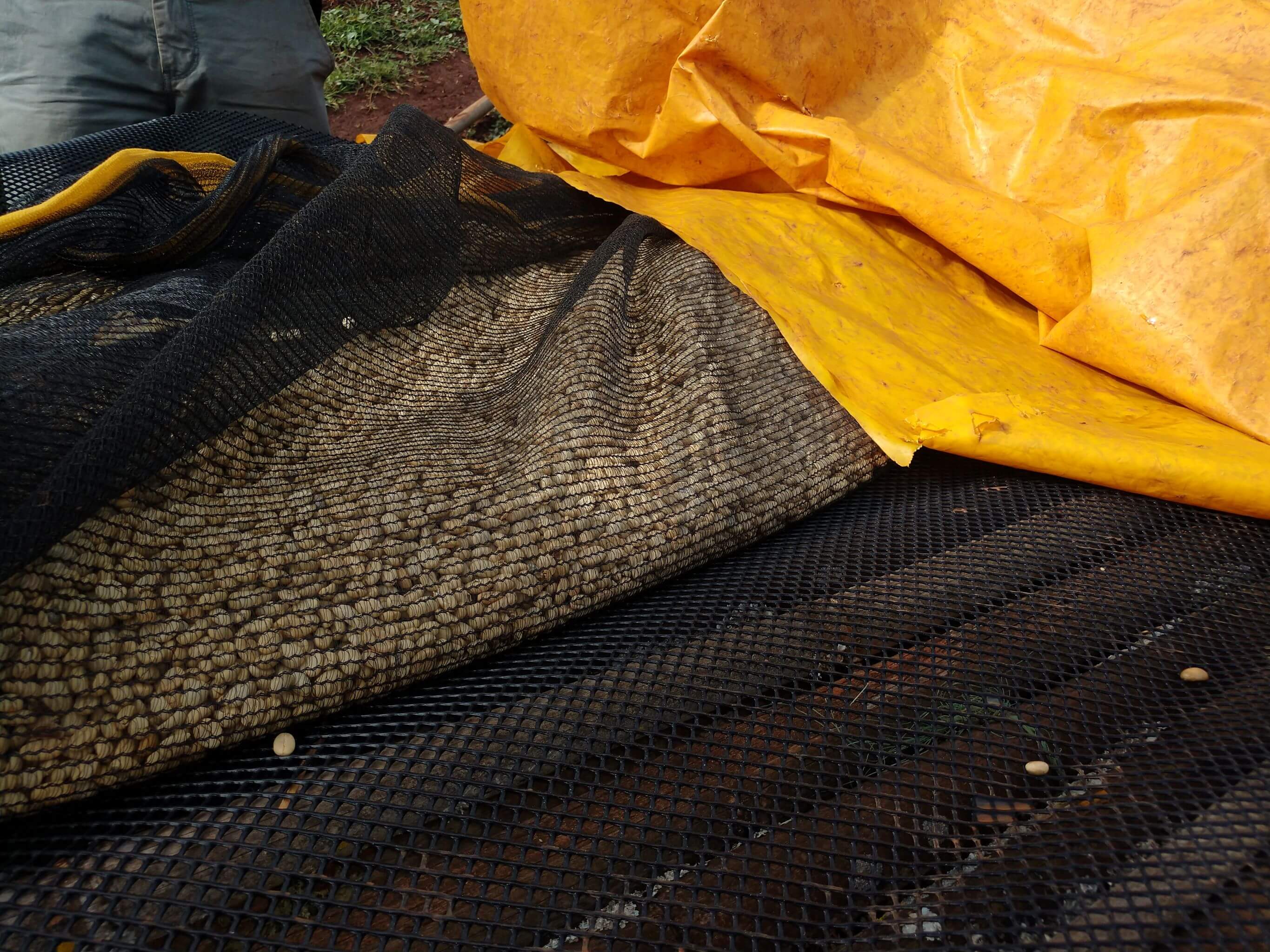 Ethiopia - Guji | Suke Quto - Uraga | Fully Washed | Light Roast