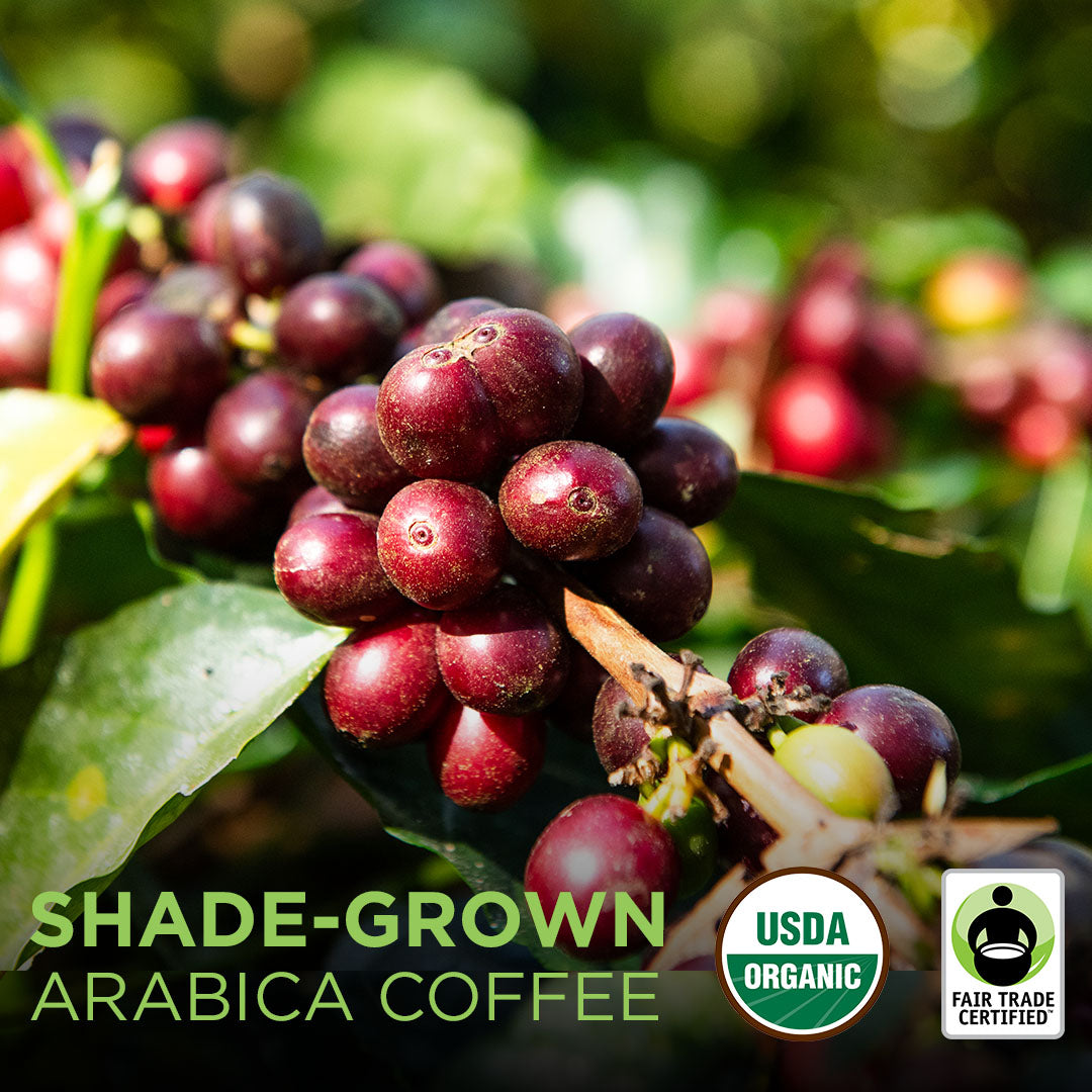 Ripe Coffee Cherry on Branch Fair Trade and Organic Logos