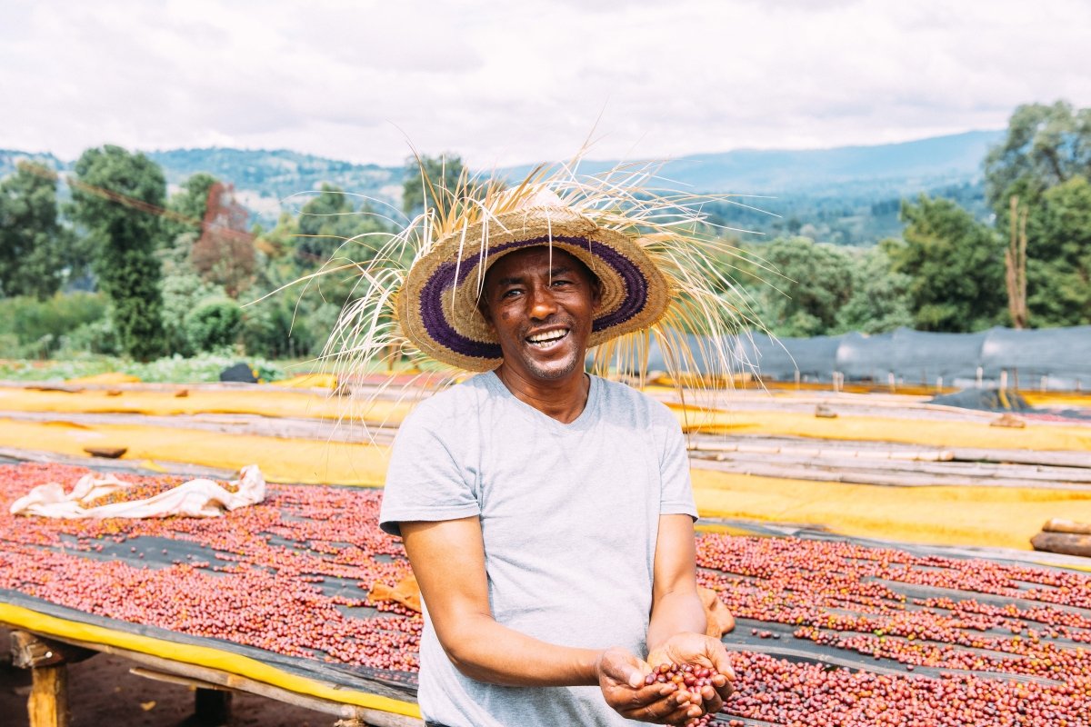 Ethiopia - Guji | Suke Quto Grade 1 | Fully Washed | Light Roast - Tiny Footprint Coffee