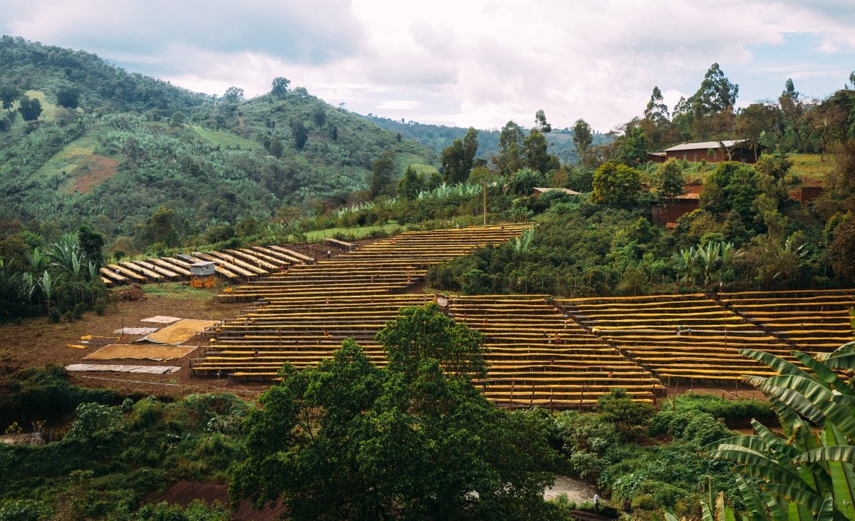 Ethiopia - Guji | Suke Quto Grade 1 | Fully Washed | Light Roast - Tiny Footprint Coffee