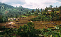 Ethiopia - Guji | Suke Quto Grade 1 | Fully Washed | Light Roast - Tiny Footprint Coffee