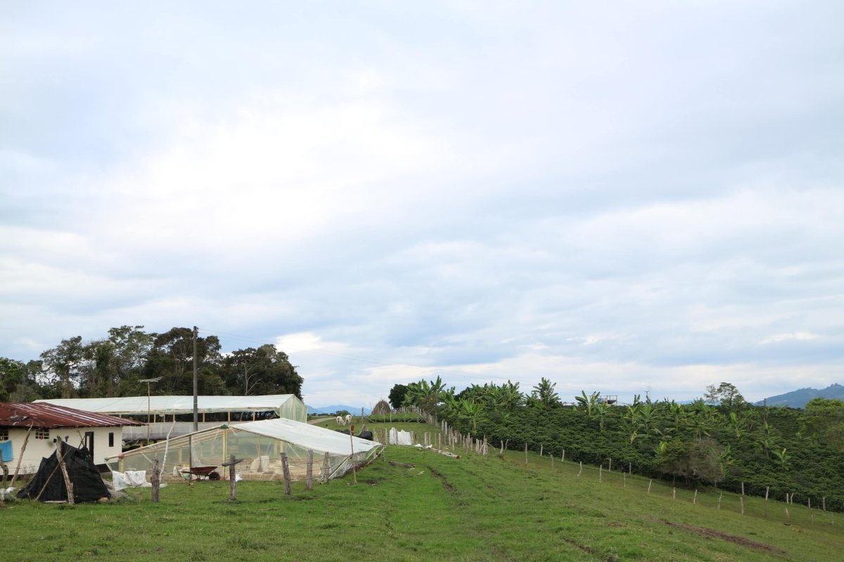 Colombia | Huila Pitalito | ASOBOMBO | Medium Roast - Tiny Footprint Coffee