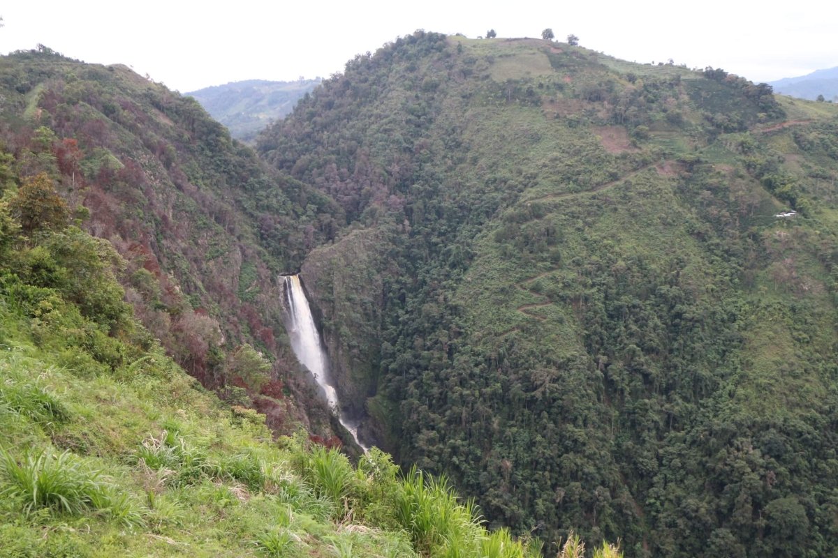 Colombia | Huila Pitalito | ASOBOMBO | Medium Roast - Tiny Footprint Coffee