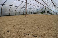 Solar Coffee Dryer Huila Colombia Organic