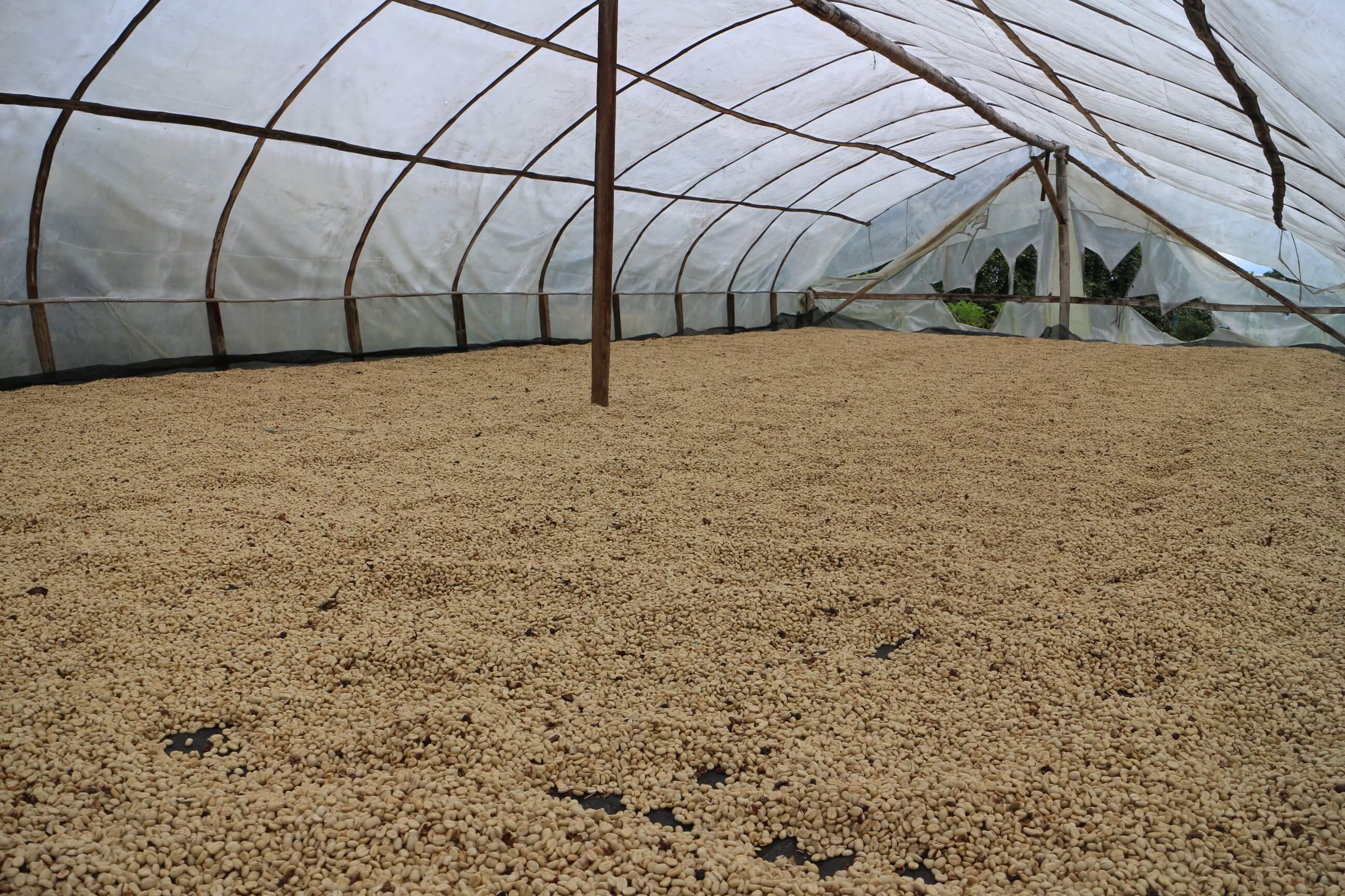 Solar Coffee Dryer Huila Colombia Organic