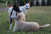 3 Dogs Huila Colombia