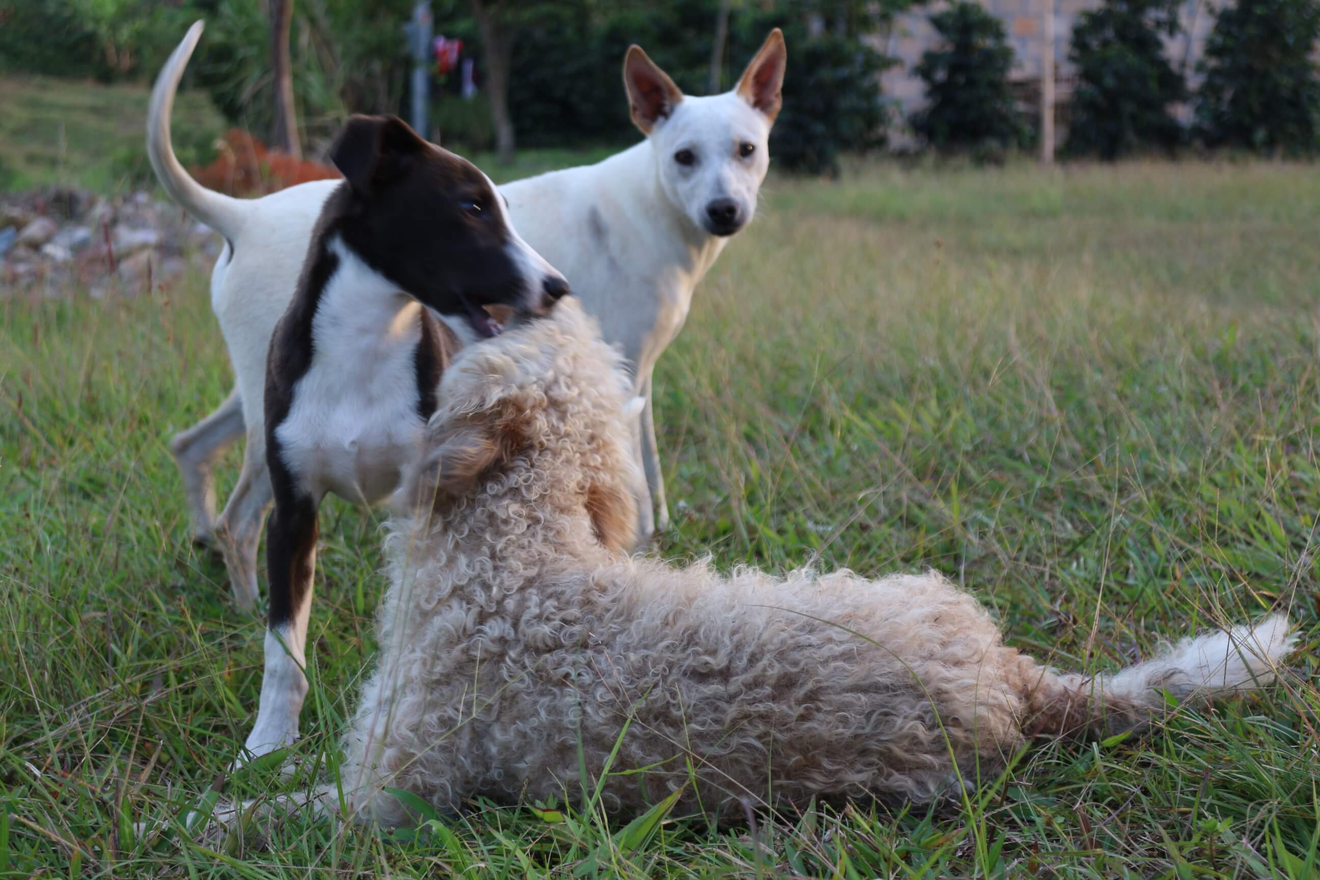 3 Dogs Huila Colombia