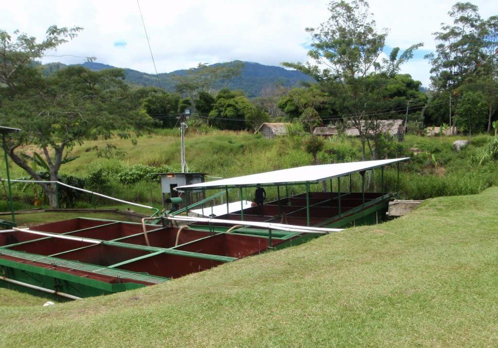 Papua New Guinea | Siane Chimbu - Medium Roast - Tiny Footprint Coffee