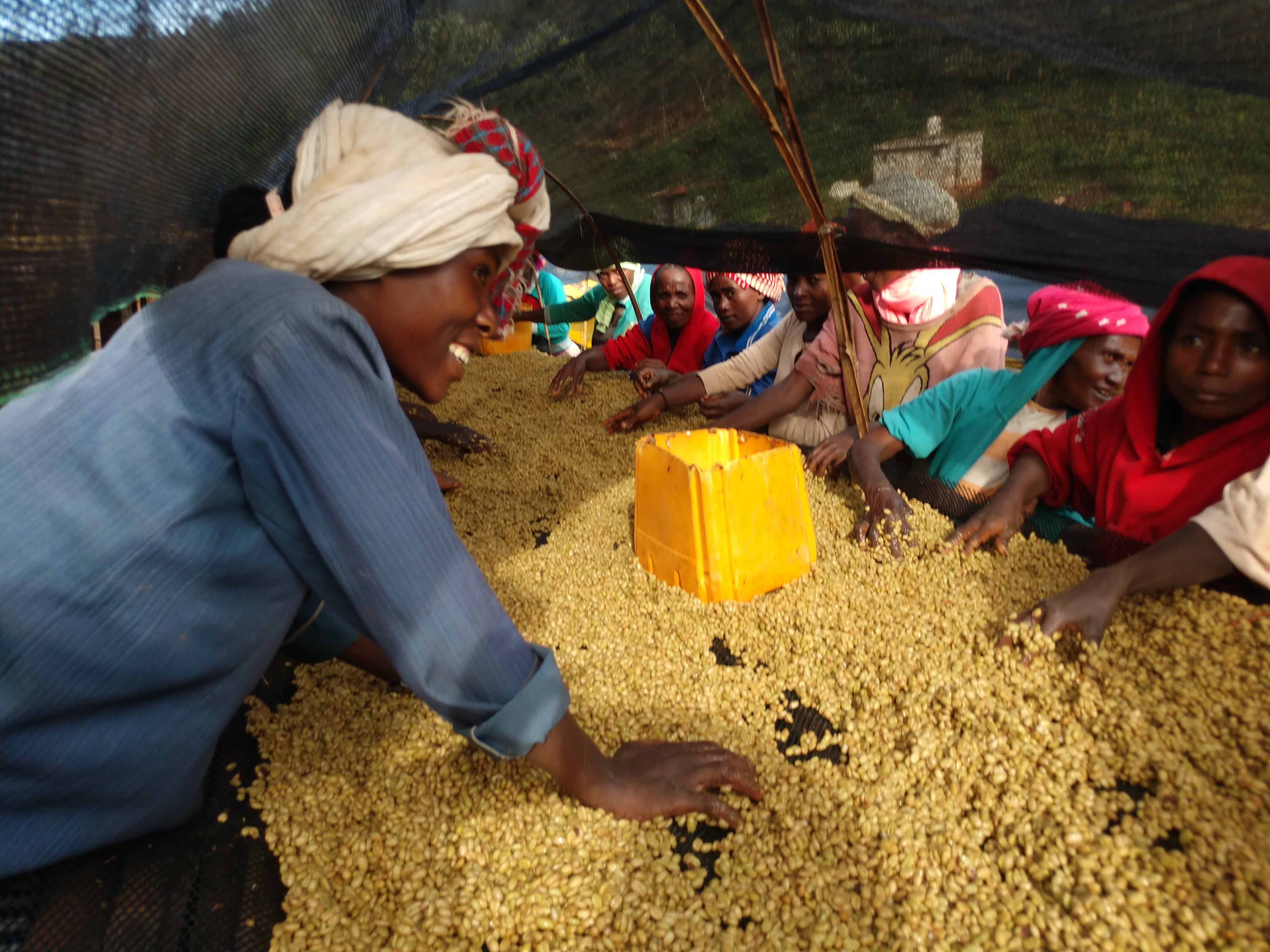 Ethiopia Guji | Suke Quto | Honey Process - Light Roast