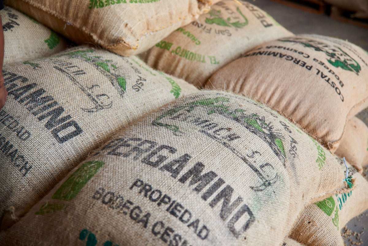 Mexico | El Triunfo Reserve | Women Producers | Light Roast - Tiny Footprint Coffee