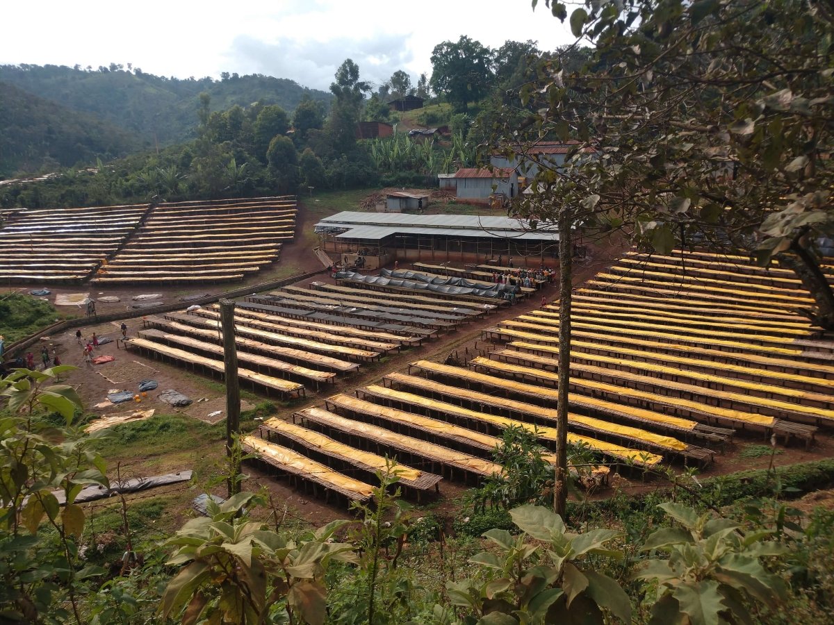 Ethiopia - Guji | Suke Quto - Uraga | Fully Washed | Light Roast - Tiny Footprint Coffee