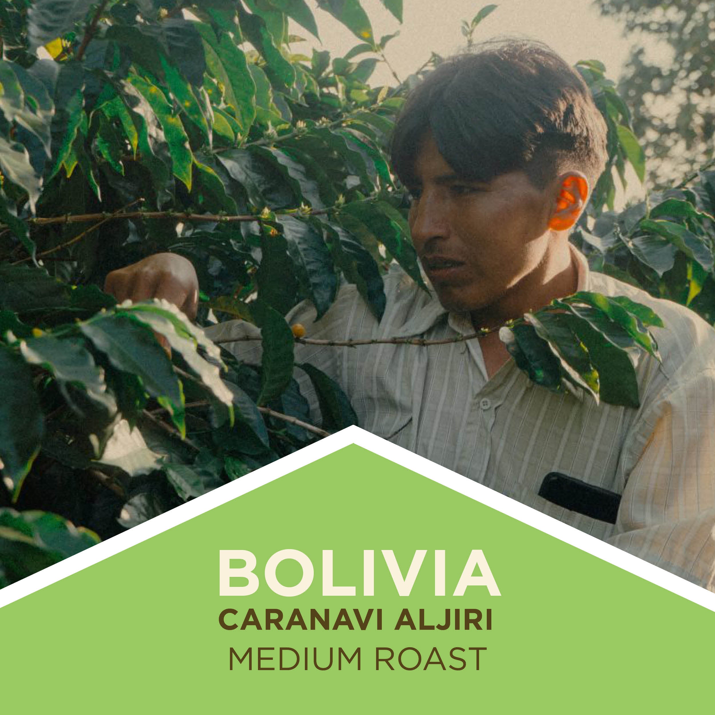 Bolivia | Catuai | Washed | Medium Roast