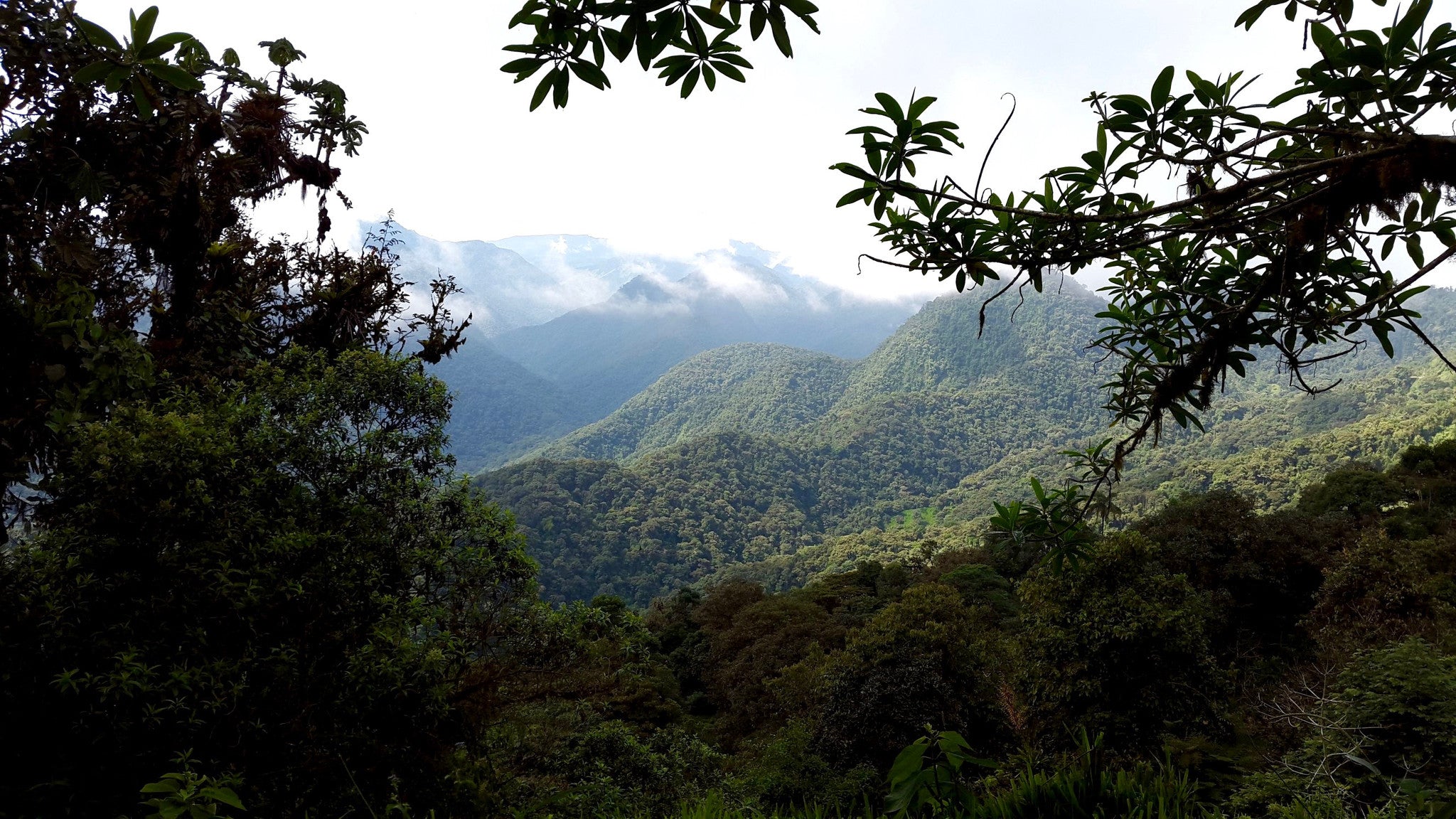Ecuador | Cloud Coffees
