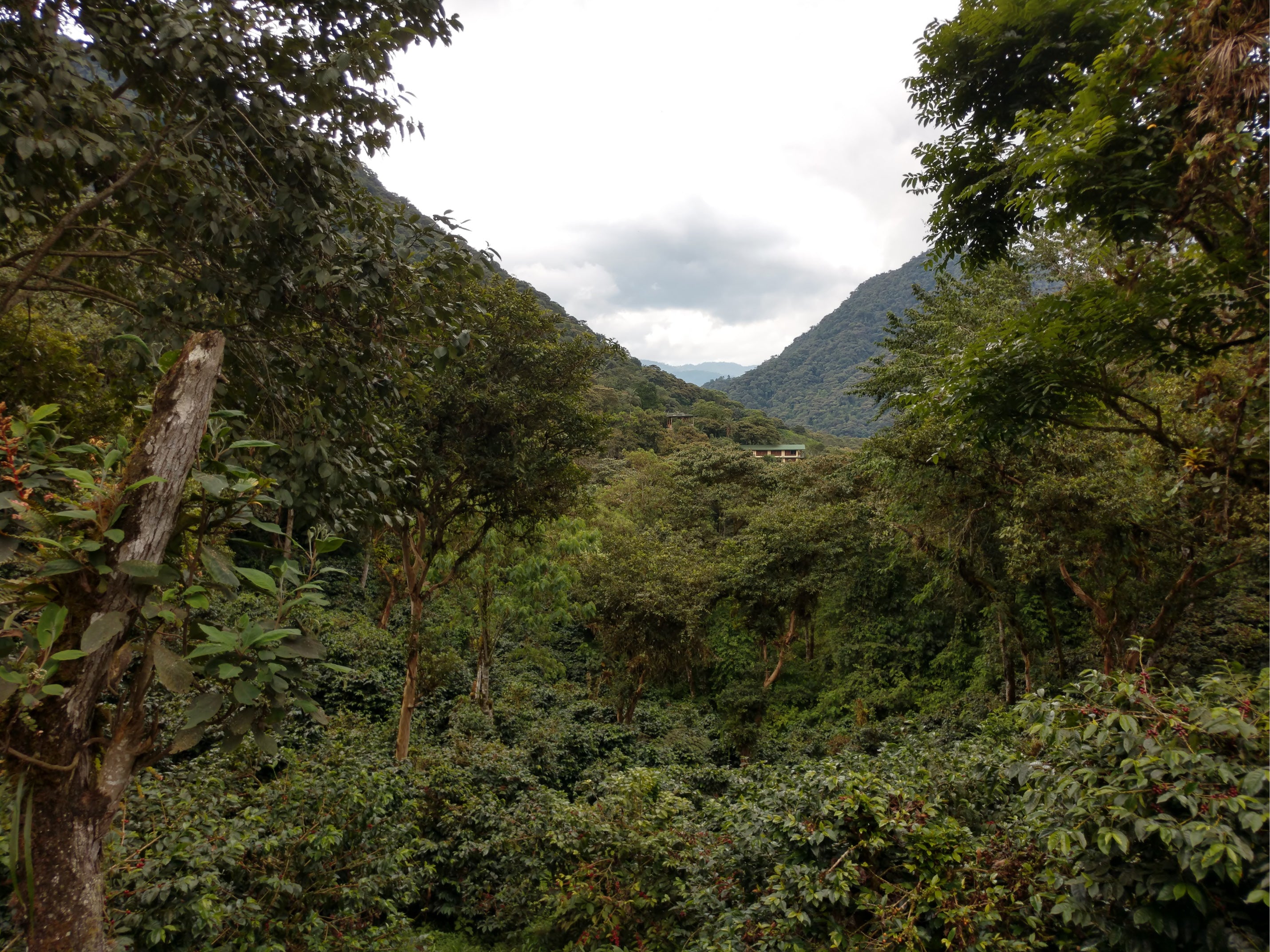 Ecuador | Cloud Coffees