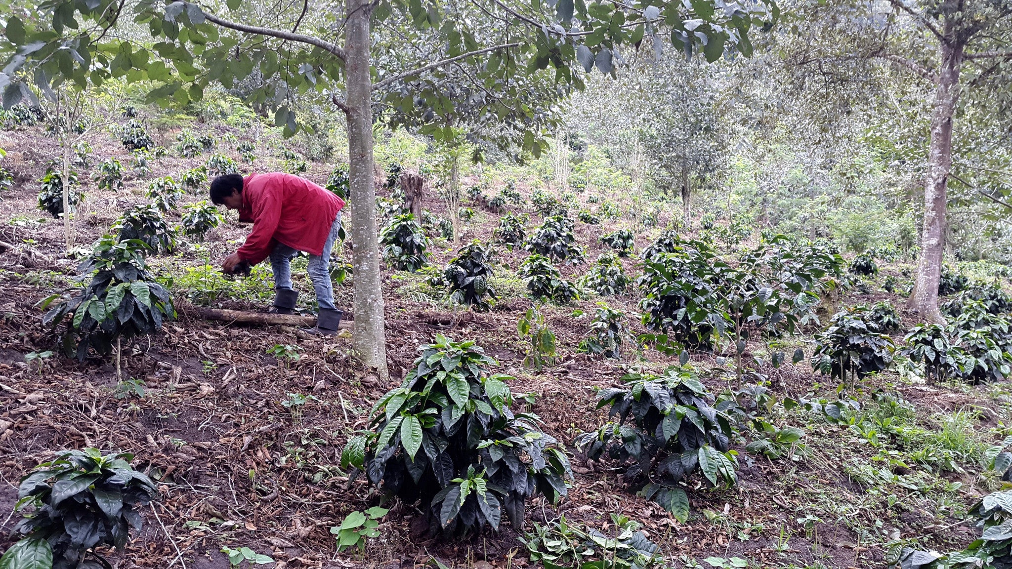 Ecuador | Cloud Coffees