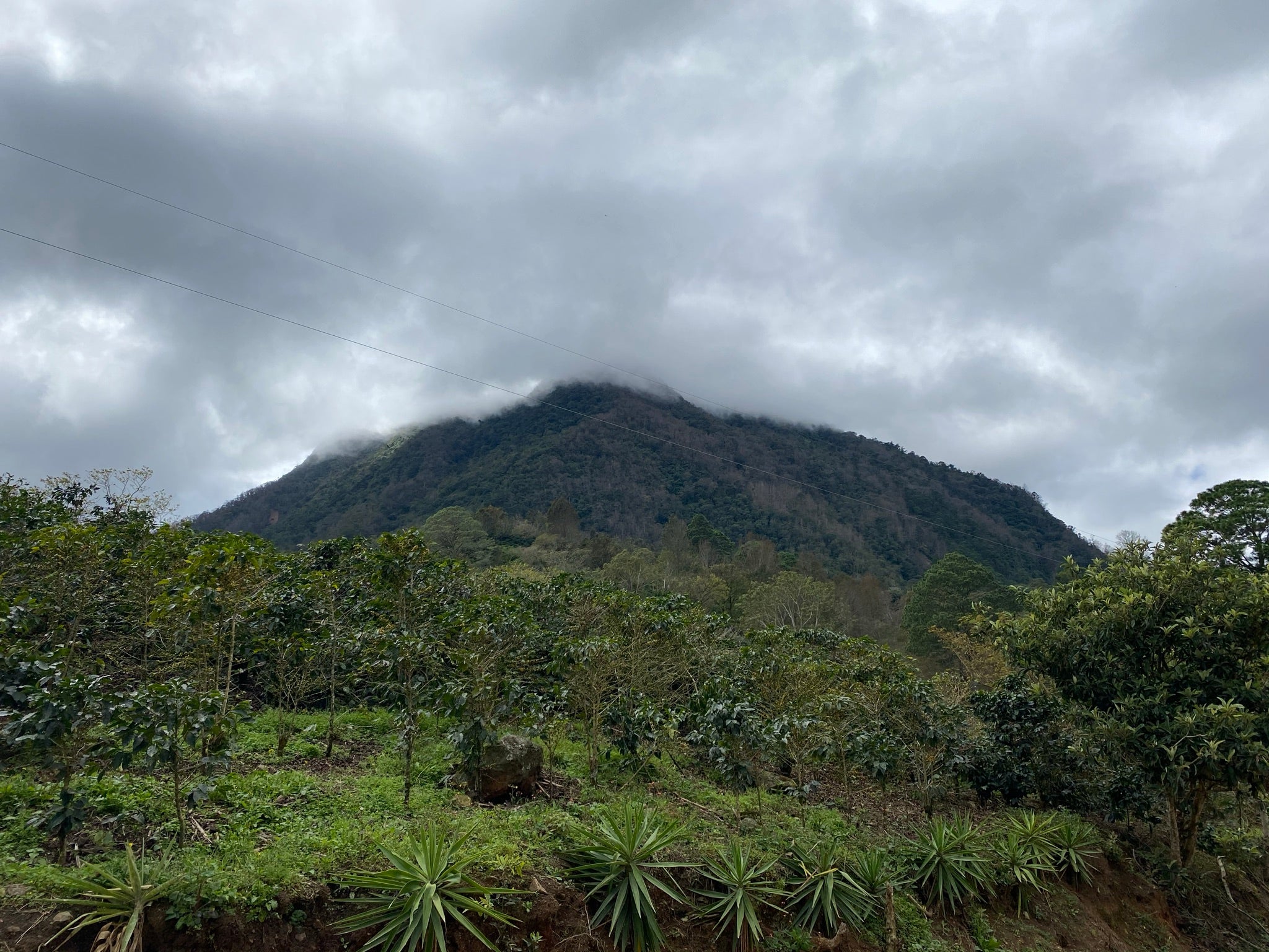 Honduras | La Labor | Dark Roast