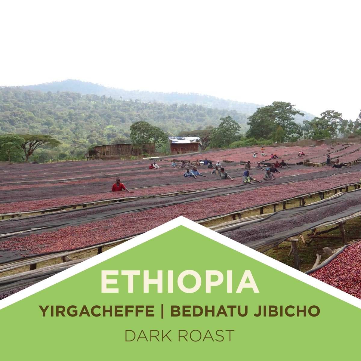 Ethiopia Yirgacheffe | Bedhatu Jibicho | Natural Process - Dark Roast - Tiny Footprint Coffee