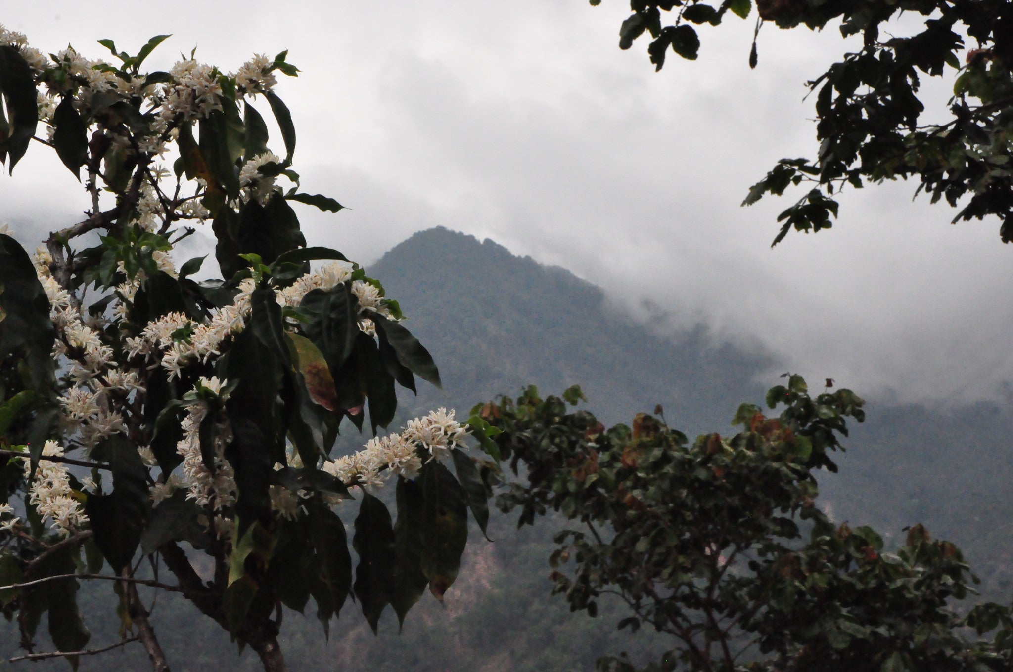 Mexico | El Triunfo | Women Producers | Medium Roast