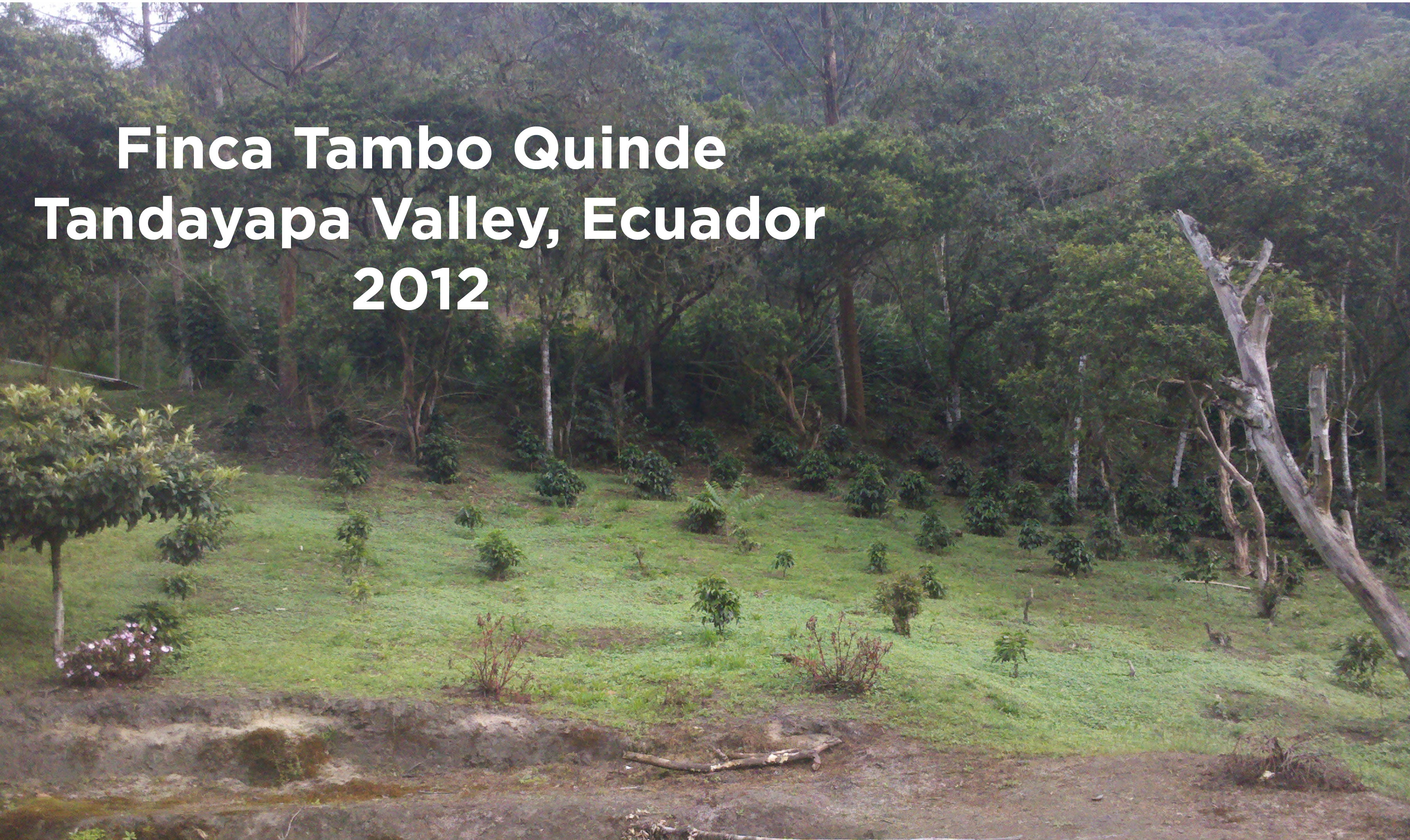 Coffee Finca Tambo Quinde Ecuador 2012