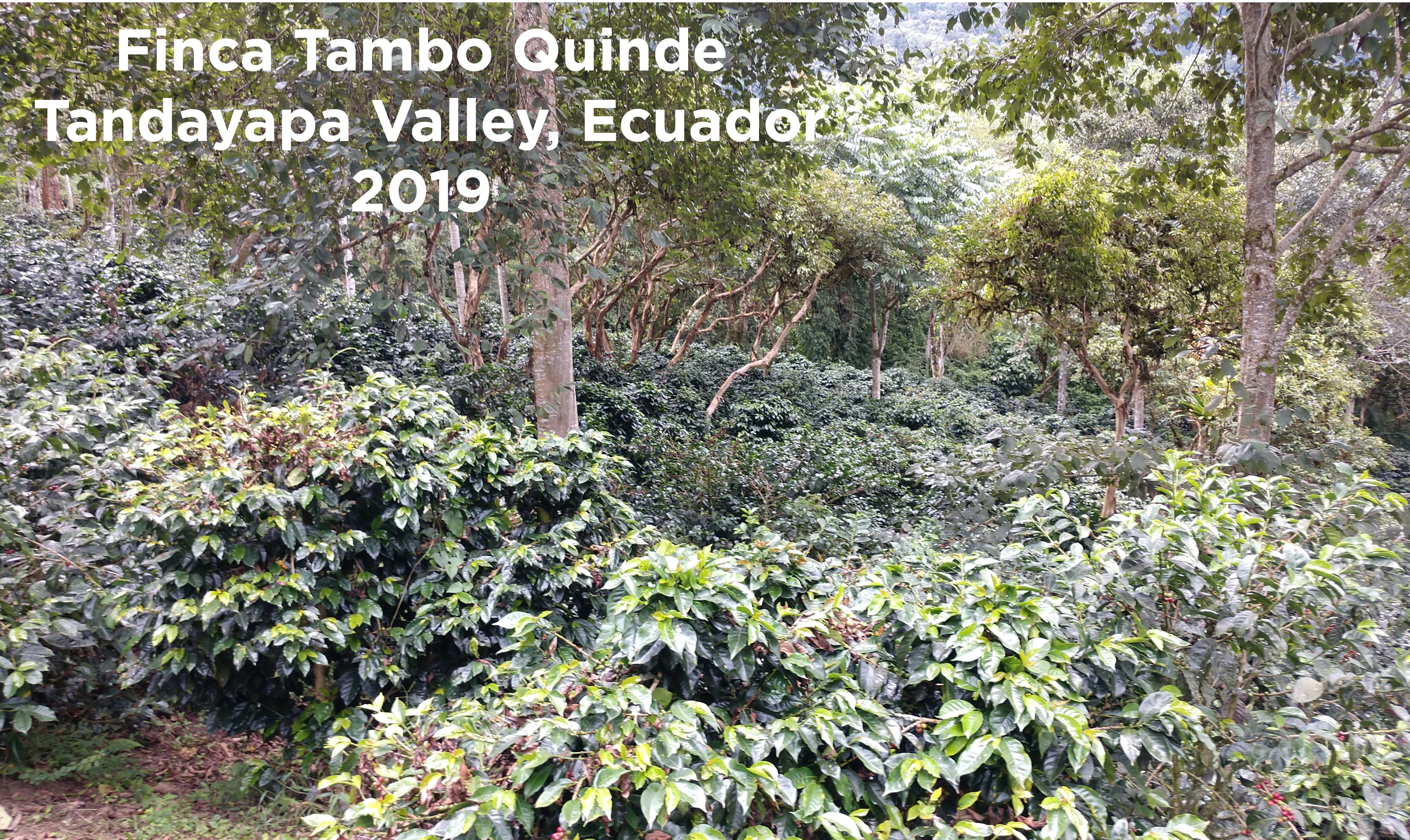 Coffee Finca Tambo Quinde Ecuador 2019