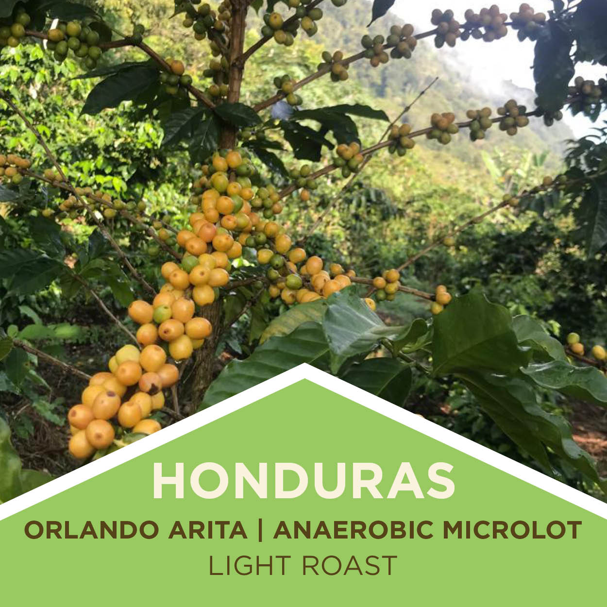 Honduras | Orlando Arita | Anaerobic Fermentation | Micro-lot