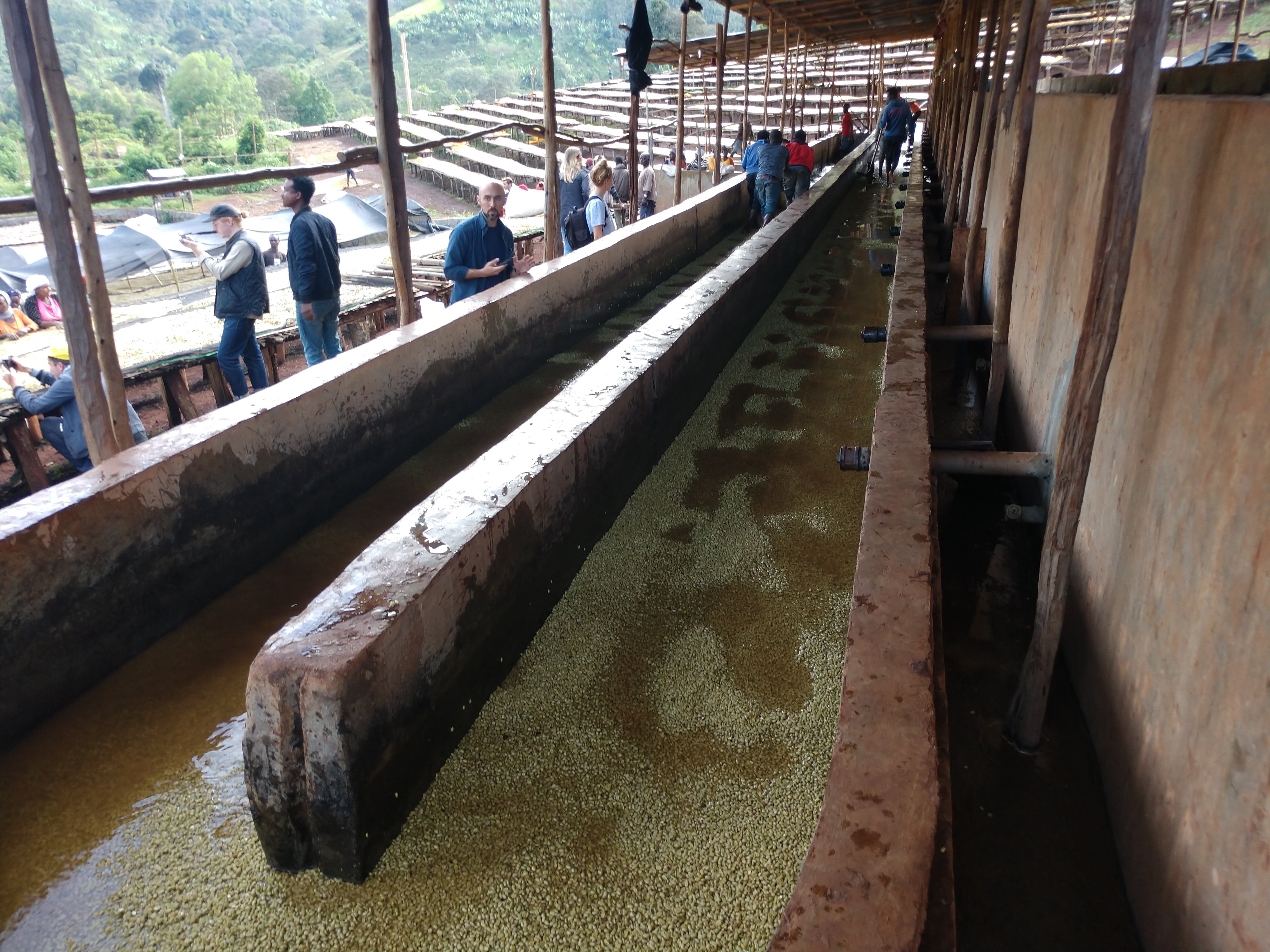 Ethiopia Guji Artisan Series | Suke Quto | Fully Washed | Light Roast